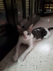 Cotton~~soft Soft (Please Help) - Domestic Short Hair Cat