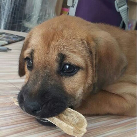 Tyson - Belgian Shepherd Malinois Mix Dog