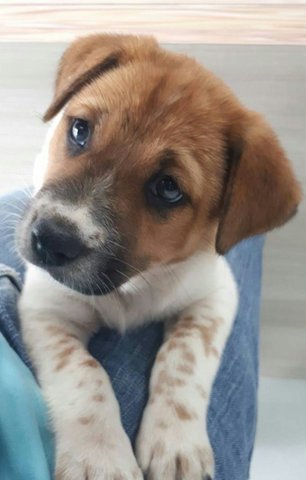 Scarlet - English Springer Spaniel Mix Dog