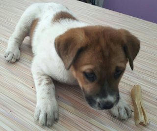 Scarlet - English Springer Spaniel Mix Dog