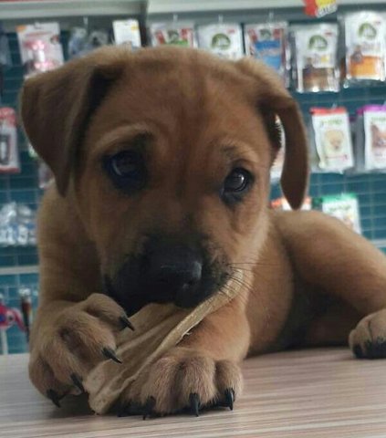 Domino - Yellow Labrador Retriever Mix Dog