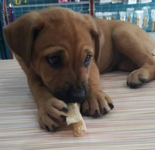 Domino - Yellow Labrador Retriever Mix Dog