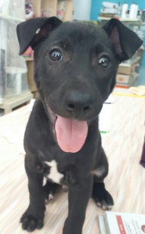 Addison - Black Labrador Retriever Mix Dog