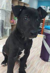 Addison - Black Labrador Retriever Mix Dog