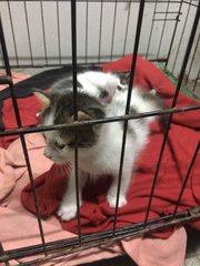 2 Kittens For Adoption - Oriental Short Hair + Domestic Short Hair Cat