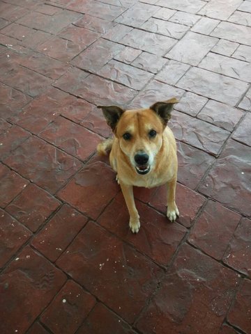 Gao Zai - Mixed Breed Dog