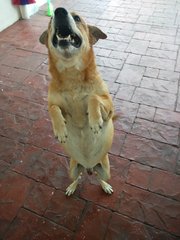 Gao Zai - Mixed Breed Dog