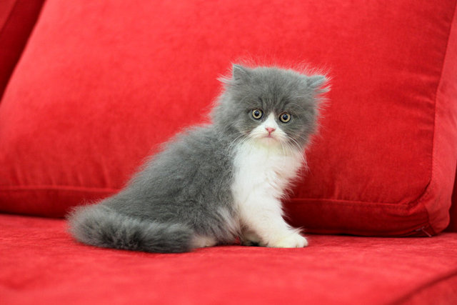 Percy Fujiwara - Persian Cat
