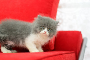 Percy Fujiwara - Persian Cat