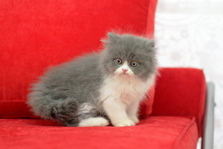 Percy Fujiwara - Persian Cat