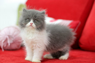Percy Fujiwara - Persian Cat