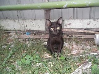 Salam And Shari - Domestic Short Hair Cat