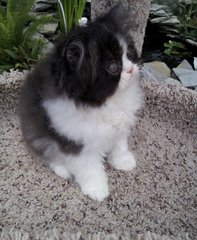 Garfar - Persian Cat