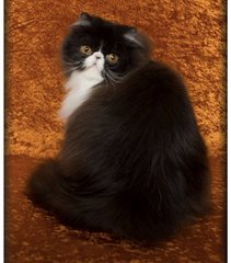 Garfar - Persian Cat