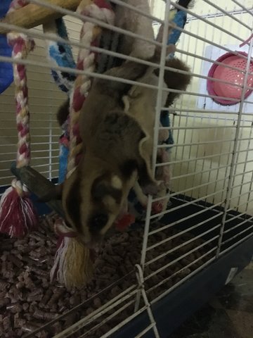 Sugar Glider Pair - Sugar Glider Small & Furry