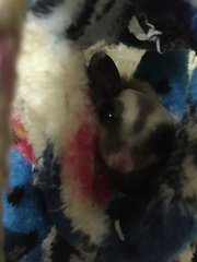 Sugar Glider Pair - Sugar Glider Small & Furry