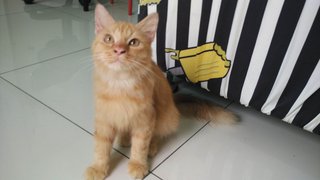 Pudding - Domestic Short Hair + Persian Cat