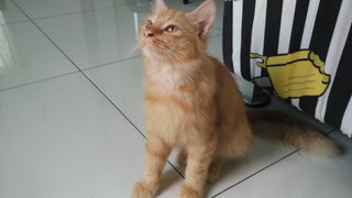 Pudding - Domestic Short Hair + Persian Cat