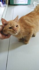 Pudding - Domestic Short Hair + Persian Cat