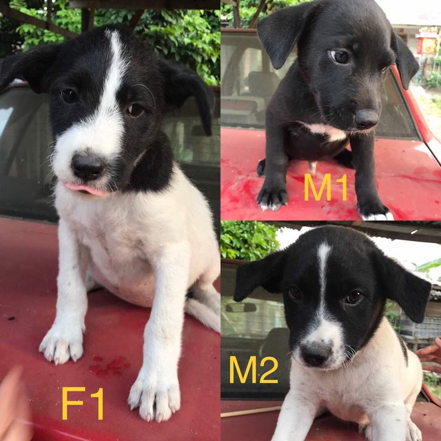 3 Puppies For Adoption - Mixed Breed Dog