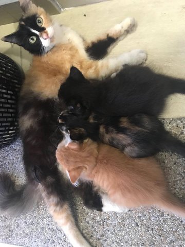 Konstant &amp; Family - Persian + Domestic Long Hair Cat