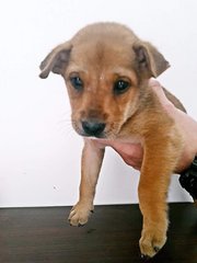 Mix - Mixed Breed Dog