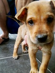 Mix - Mixed Breed Dog