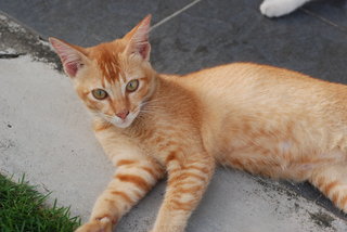 Candy - Domestic Short Hair + Tabby Cat