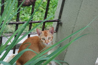 Candy - Domestic Short Hair + Tabby Cat