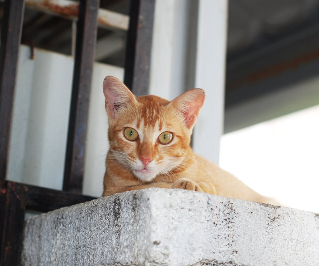 Candy - Domestic Short Hair + Tabby Cat