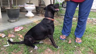 Paddy - Mixed Breed Dog