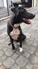 Paddy - Mixed Breed Dog