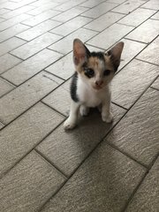 calico