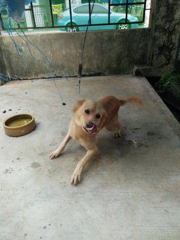 Fluffy - Mixed Breed Dog