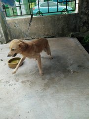 Fluffy - Mixed Breed Dog