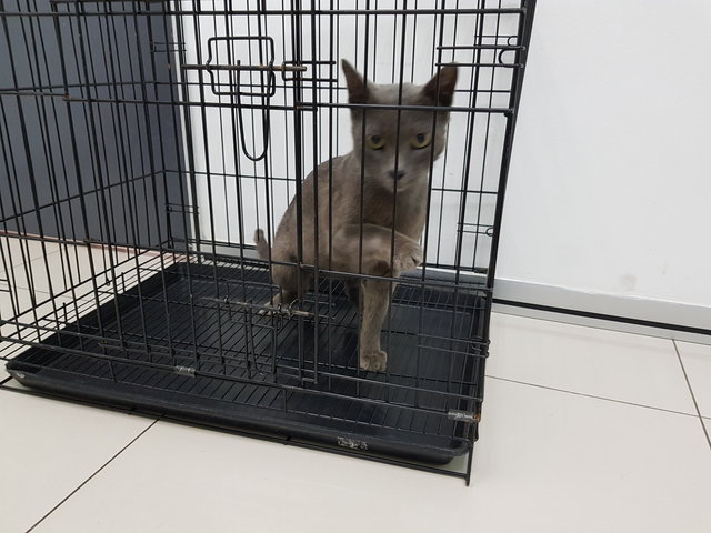 Blue - Domestic Short Hair + Russian Blue Cat