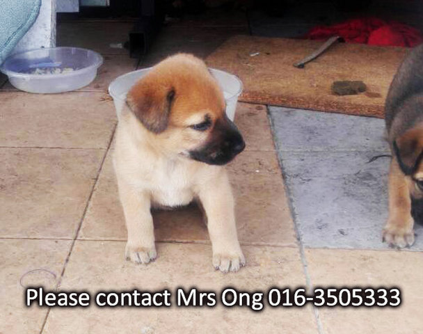 2 Puppies In Bandar Parklands Klang - Mixed Breed Dog