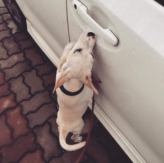 Small - Mixed Breed Dog