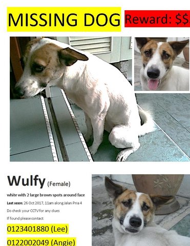 Wulfy - Mixed Breed Dog