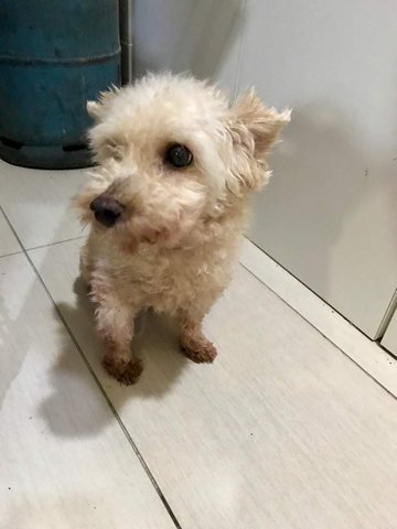 Bruno &amp; Bubble - Schnauzer + Poodle Dog