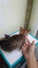 Bibi - American Shorthair + Domestic Short Hair Cat