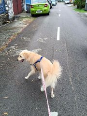 Snowie- - Golden Retriever + Labrador Retriever Dog