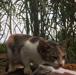 Shiba - Domestic Medium Hair Cat