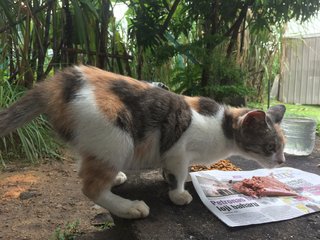 Shiba - Domestic Medium Hair Cat