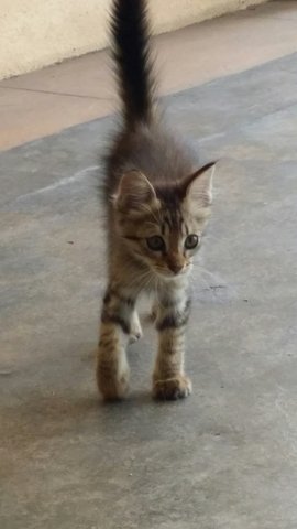 Rescued Kitten Very Playful And Friendly - Tabby Cat