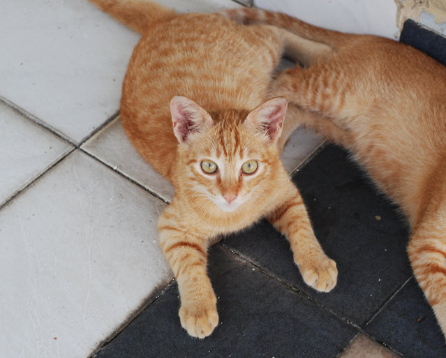 Ah Boy - Domestic Short Hair + Tabby Cat