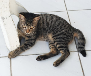 Smokey - Domestic Short Hair + Tabby Cat