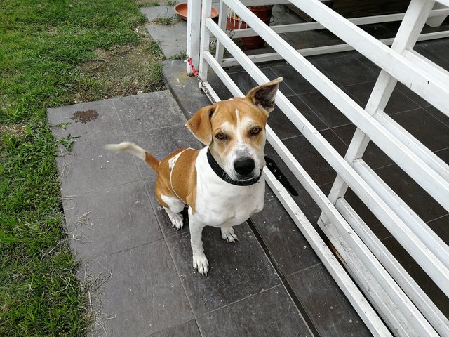 Russ - Jack Russell Terrier Mix Dog