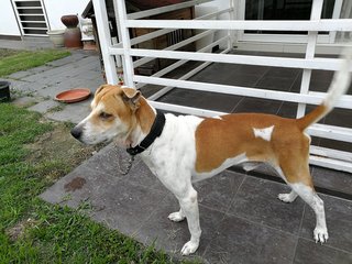 Russ - Jack Russell Terrier Mix Dog