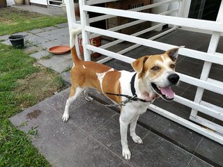 Russ - Jack Russell Terrier Mix Dog